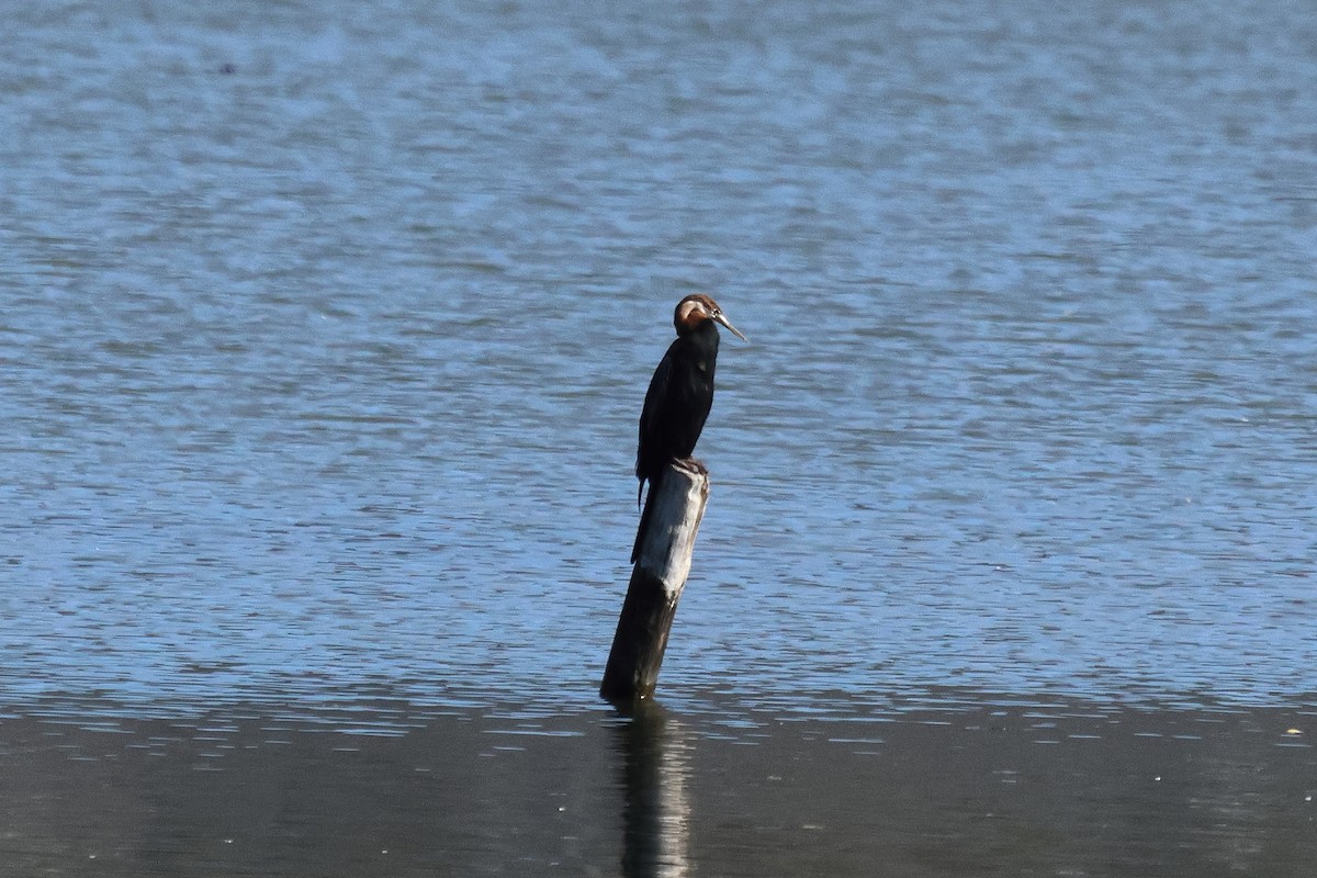 African Darter - ML620249538