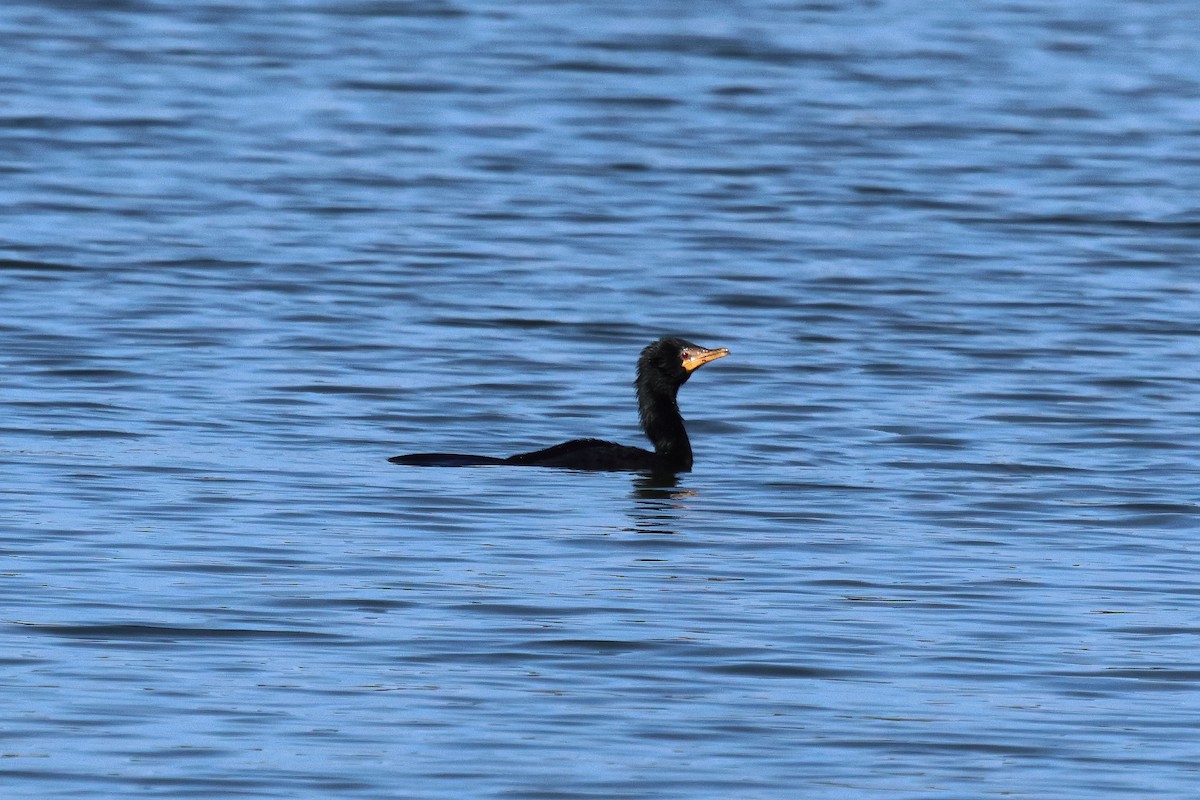 Cormorán Africano - ML620249542