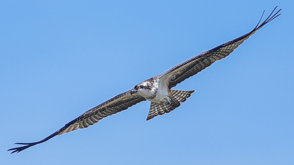 Águila Pescadora - ML620249545