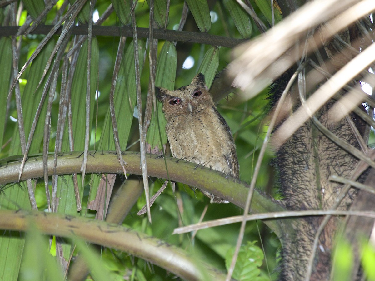 Sunda Scops-Owl - ML620249547