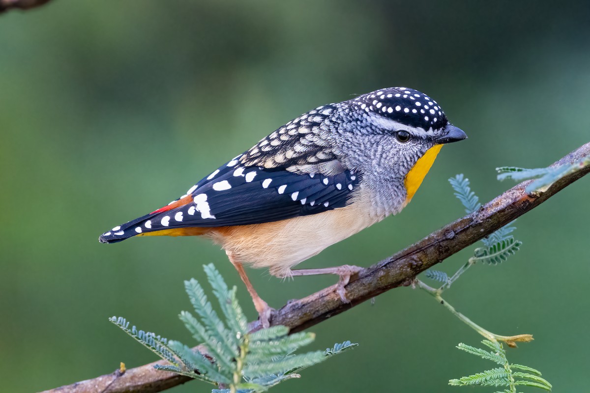 Spotted Pardalote - ML620249549