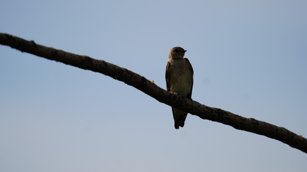 Golondrina Aserrada - ML620249550