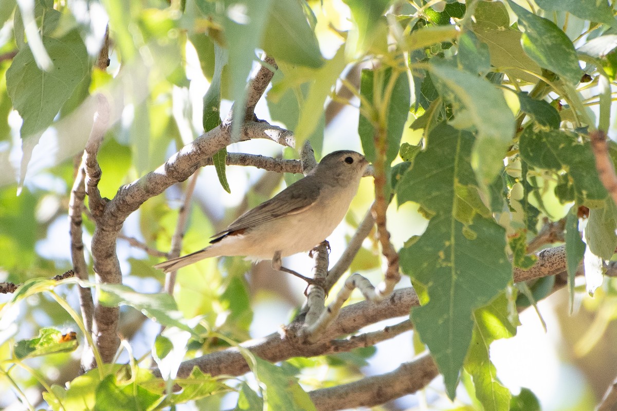 Lucy's Warbler - ML620249553