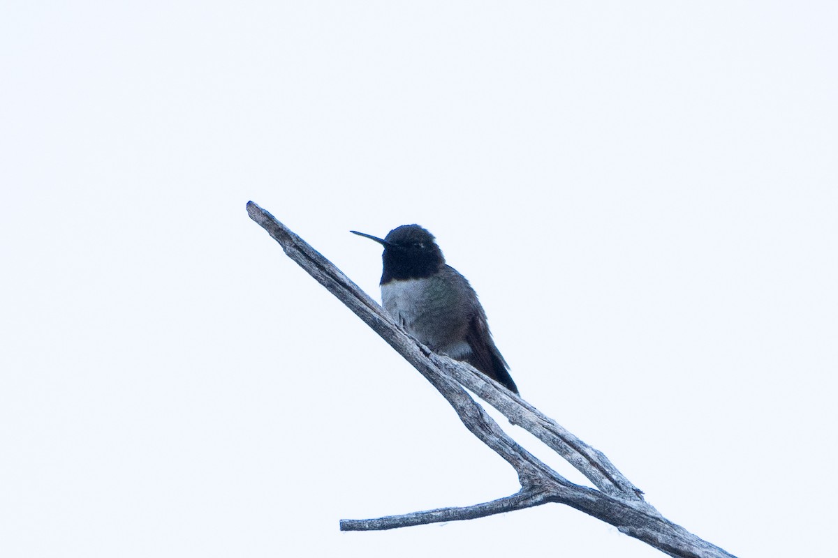 Black-chinned Hummingbird - ML620249558