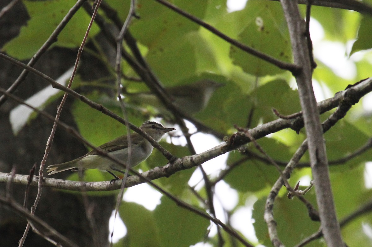 Red-eyed Vireo - ML620249561