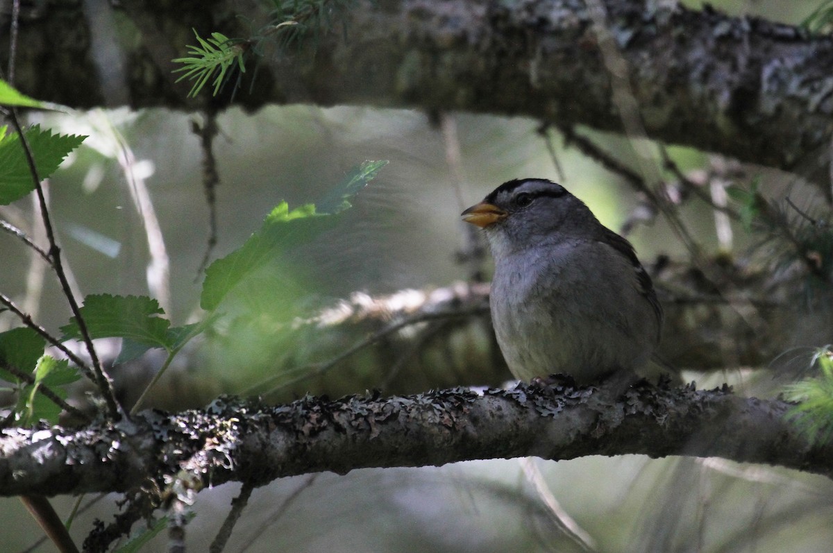 White-crowned Sparrow - ML620249568