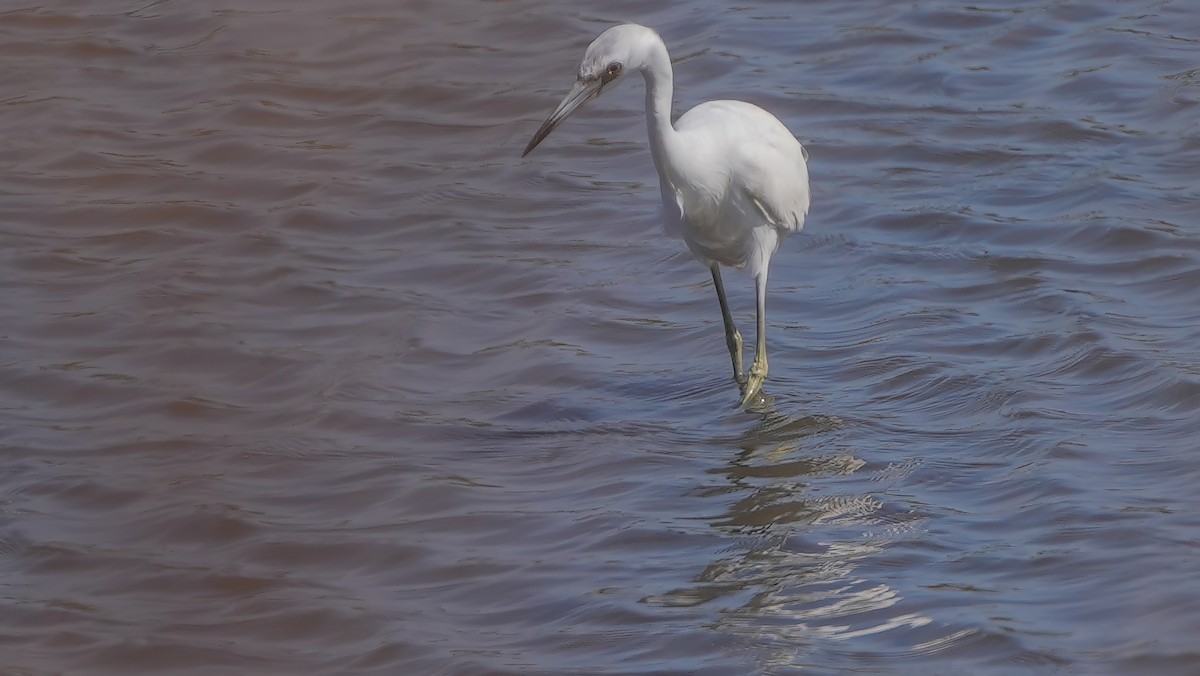 Little Blue Heron - ML620249569