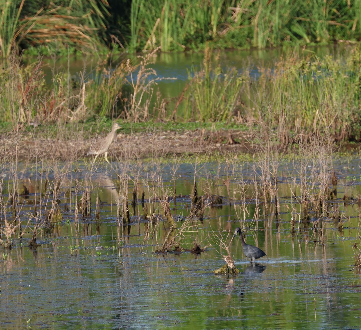 Black-crowned Night Heron - ML620249582