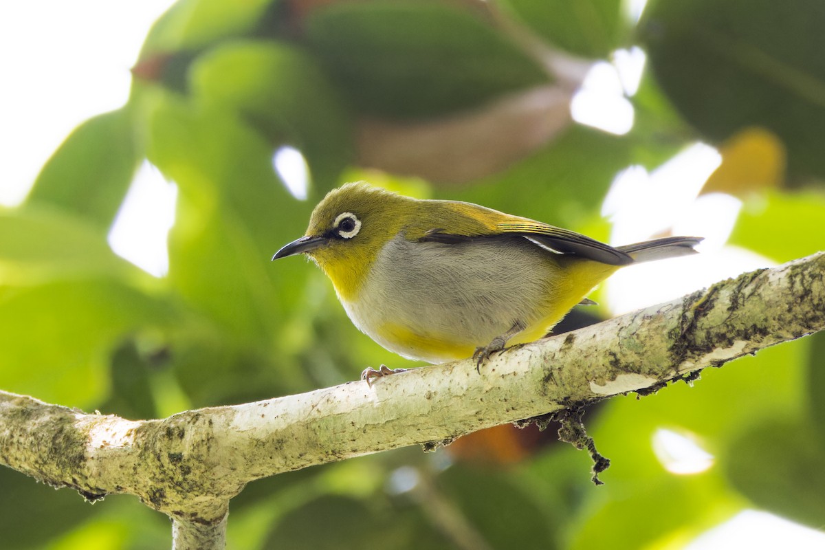 Hume's White-eye - ML620249585