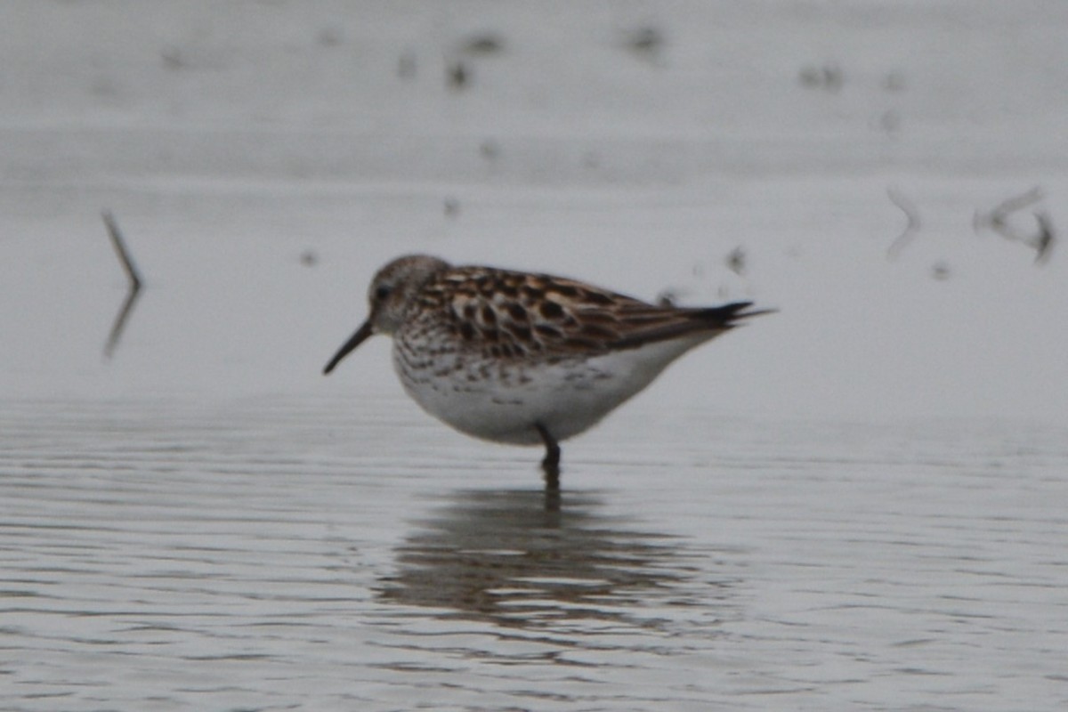 Weißbürzel-Strandläufer - ML620249602