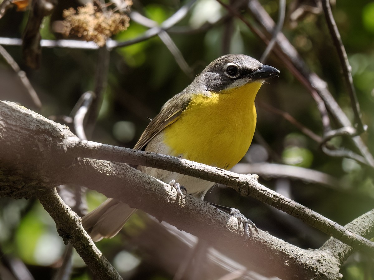 Yellow-breasted Chat - ML620249604