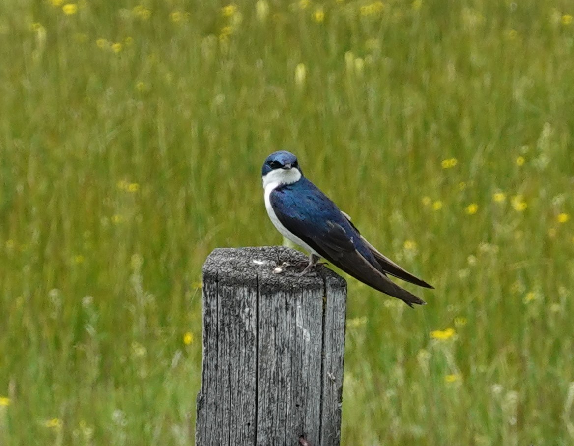 Golondrina Bicolor - ML620249621