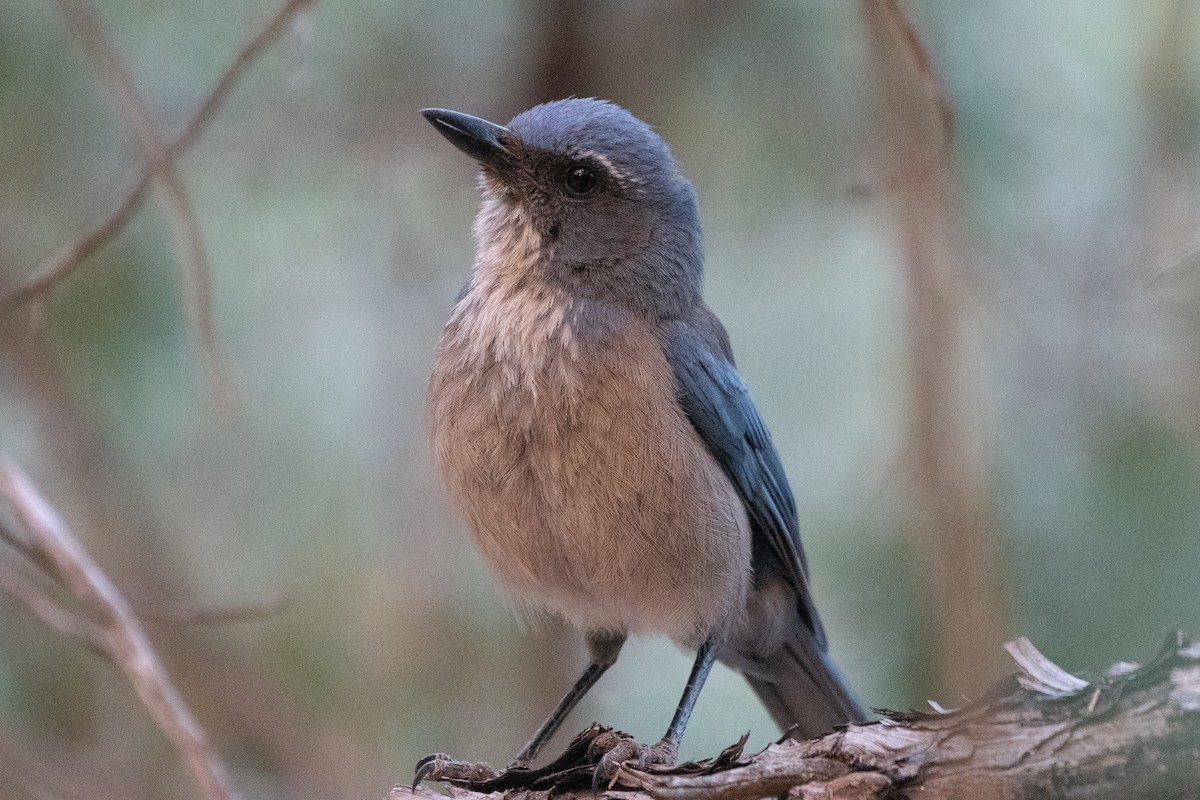 Woodhouse's Scrub-Jay - ML620249623