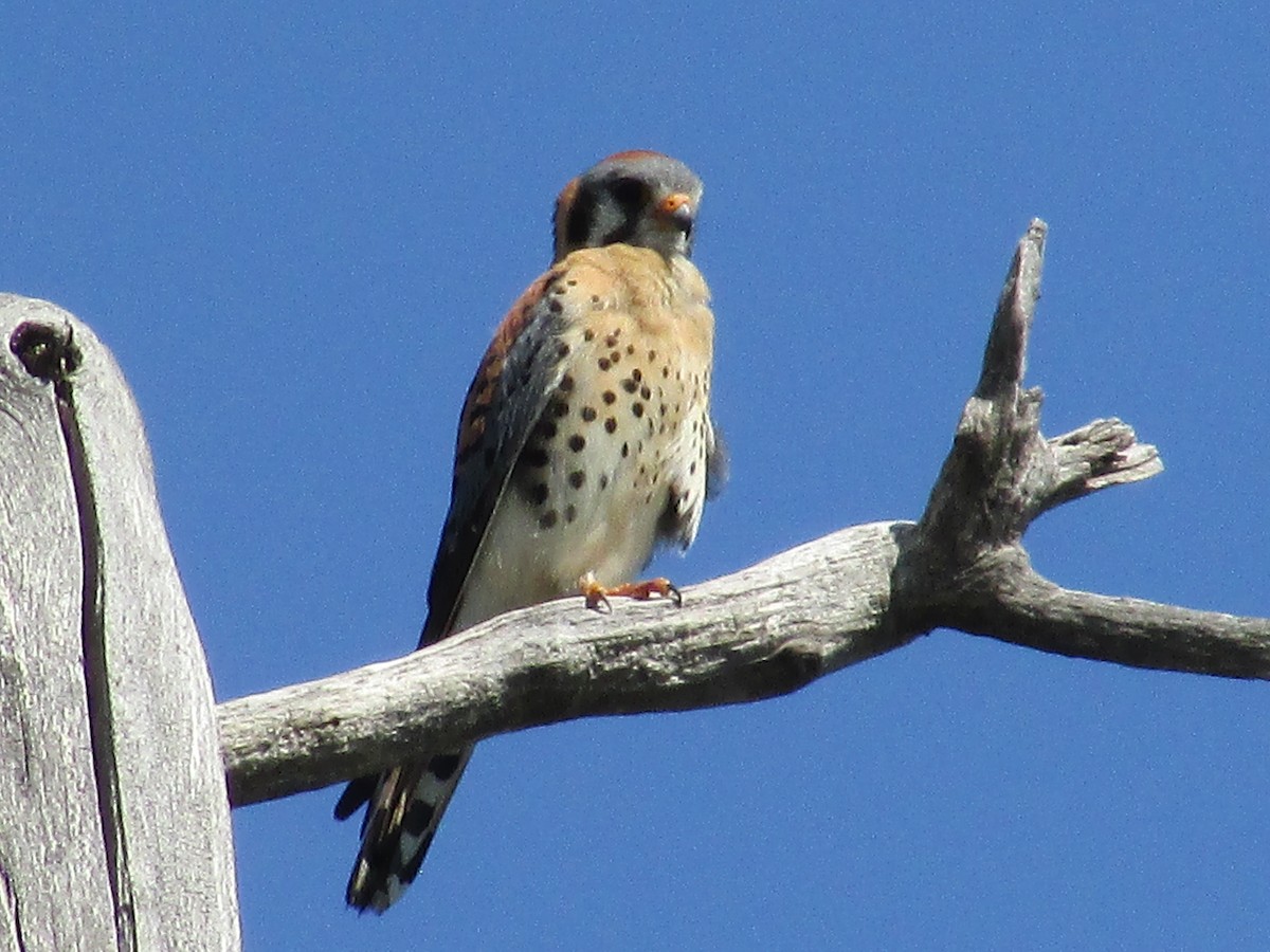 American Kestrel - ML620249628