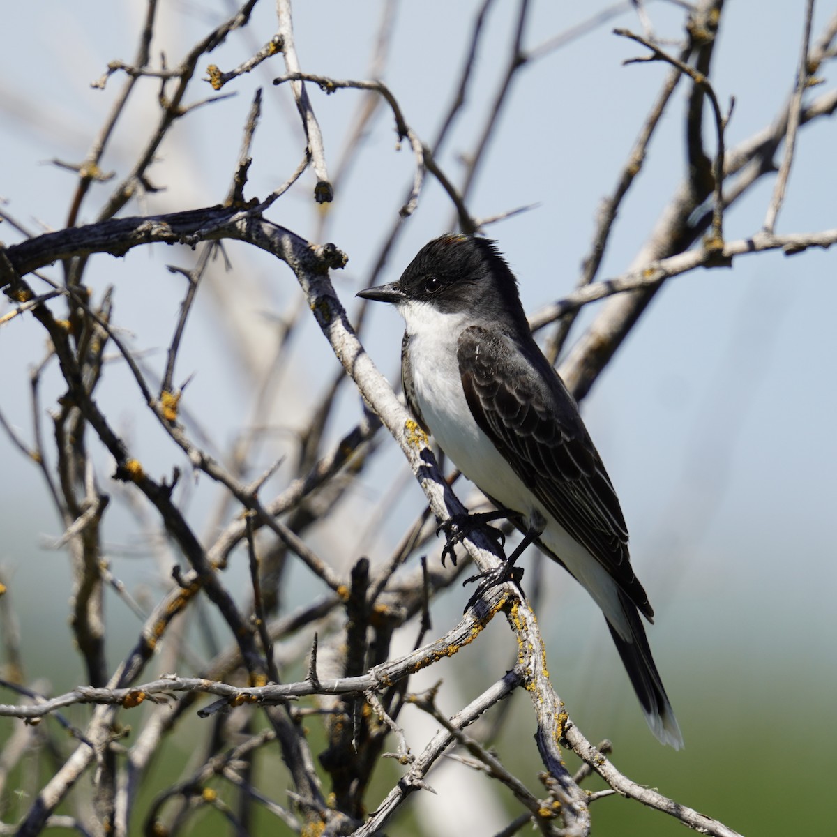 Eastern Kingbird - Matthew Mottern