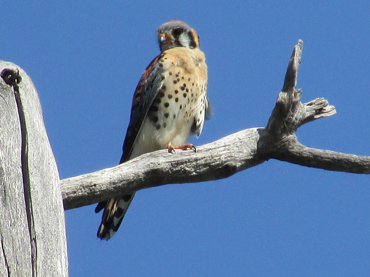 American Kestrel - ML620249633