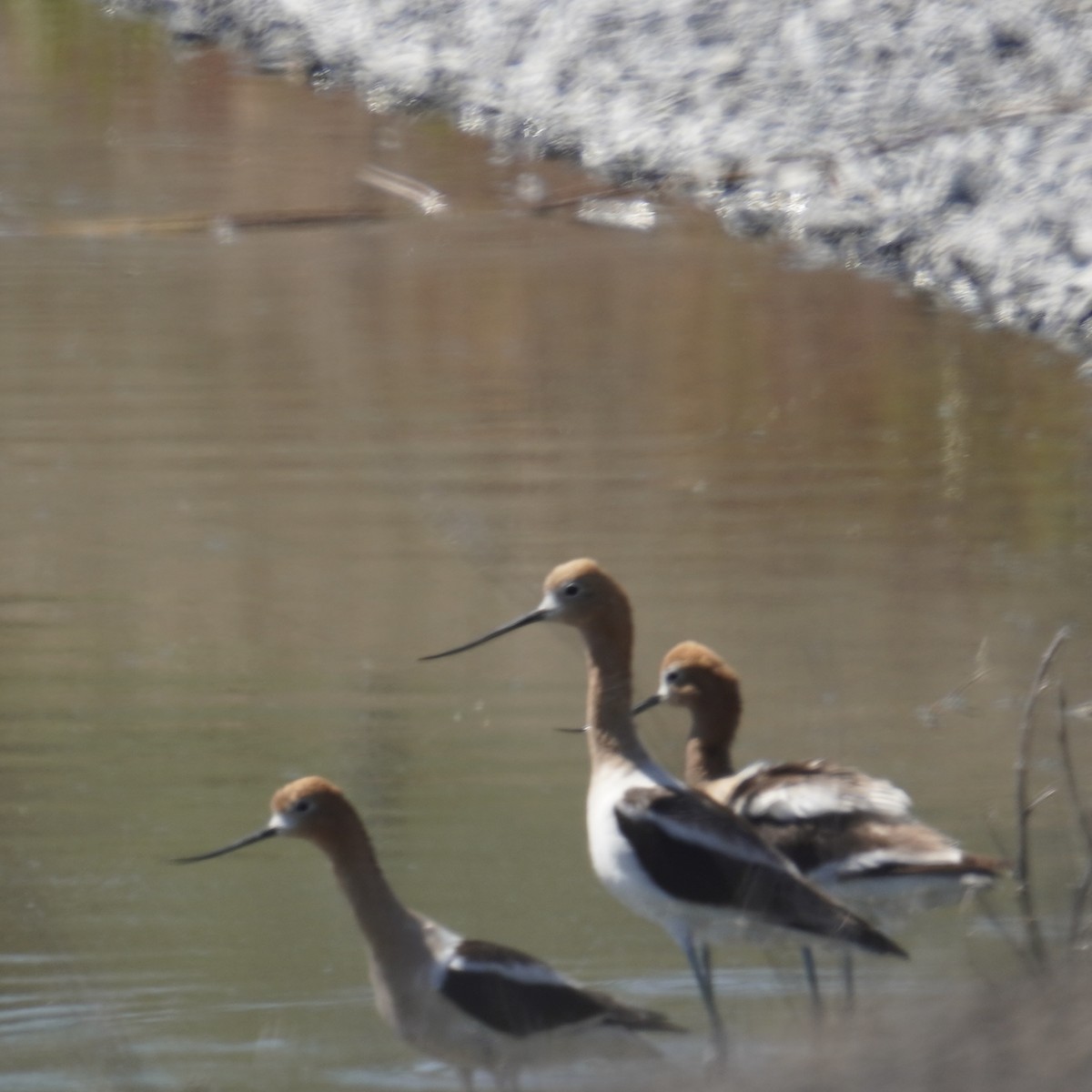 American Avocet - ML620249643