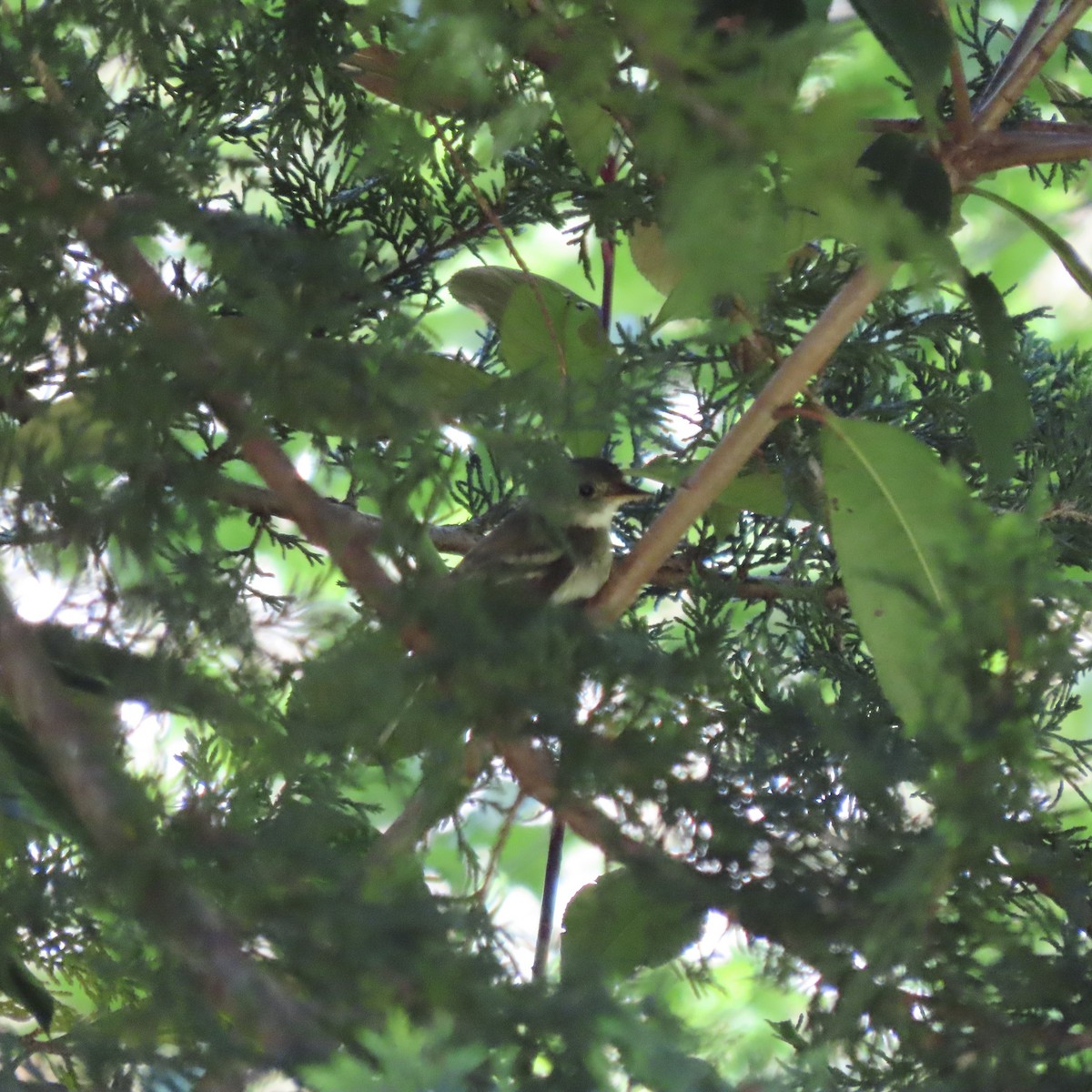 Willow Flycatcher - ML620249648