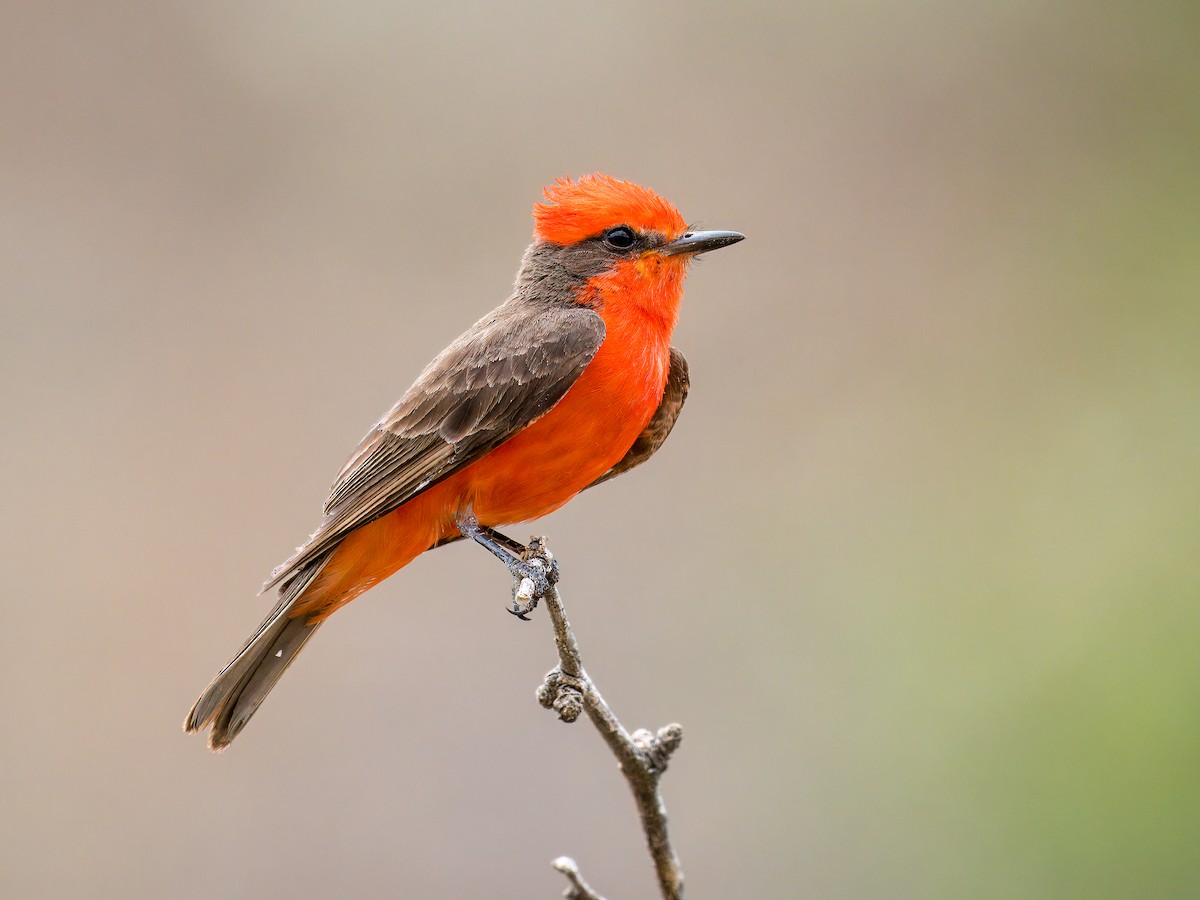 Vermilion Flycatcher - ML620249662