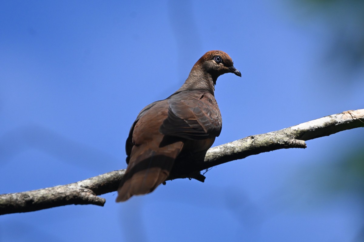 Brown Cuckoo-Dove - ML620249667