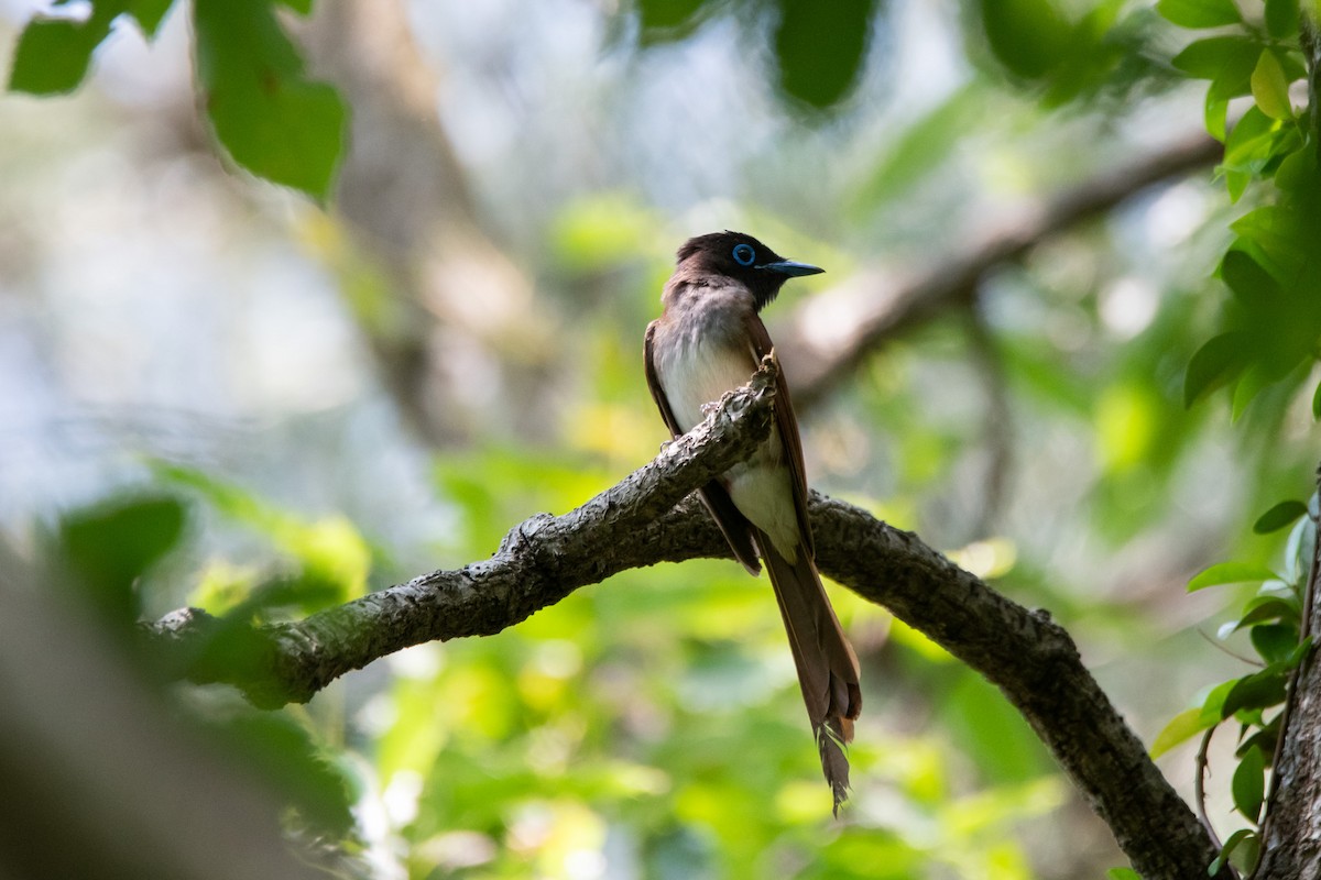 Black Paradise-Flycatcher - ML620249673