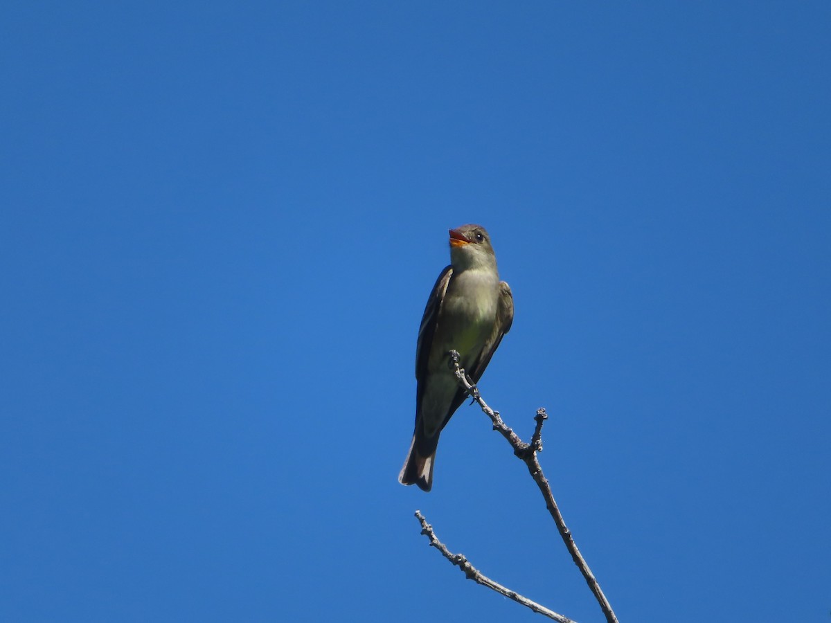 Western Wood-Pewee - J.A. Jensen