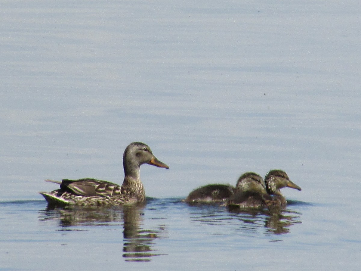 Canard colvert - ML620249689