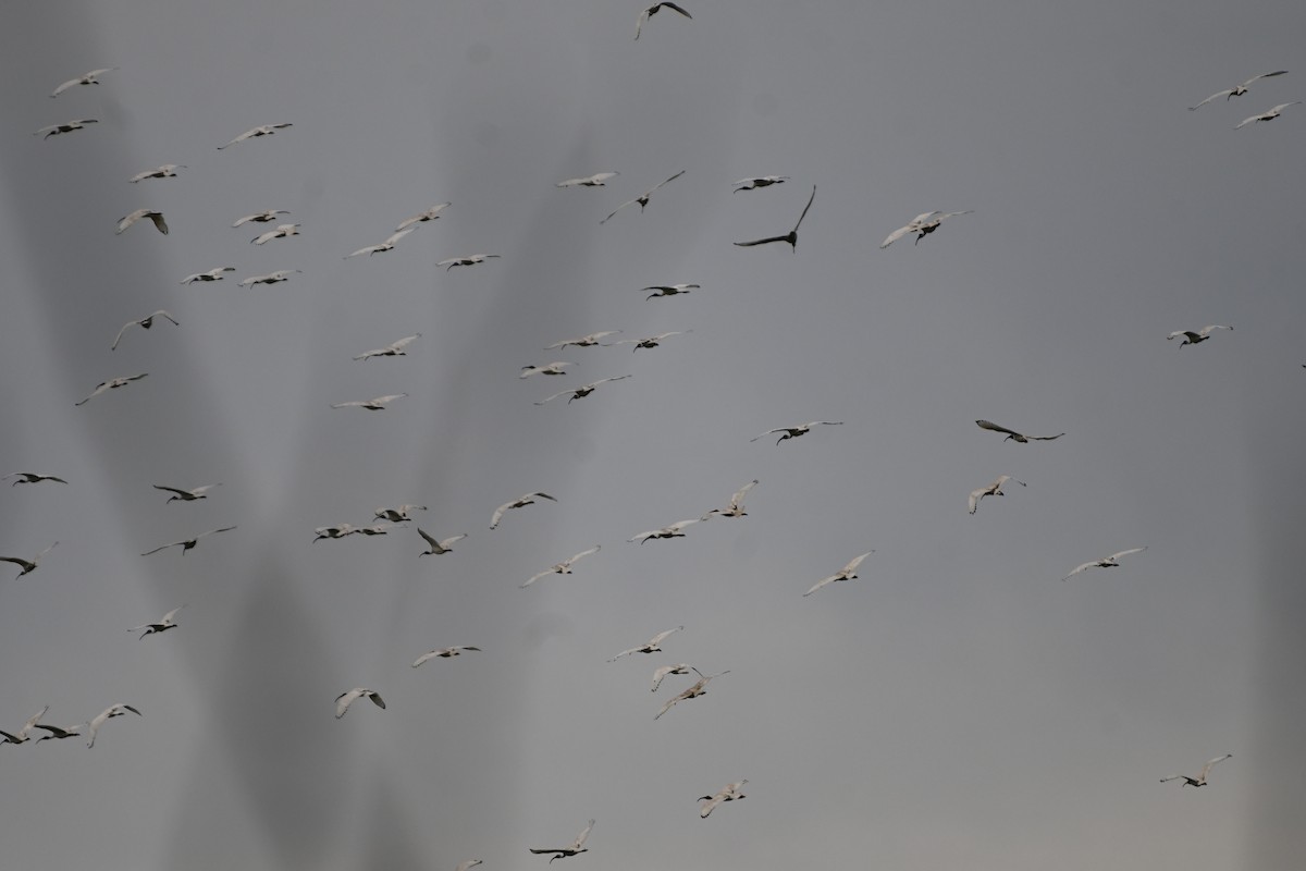 Australian Ibis - ML620249697