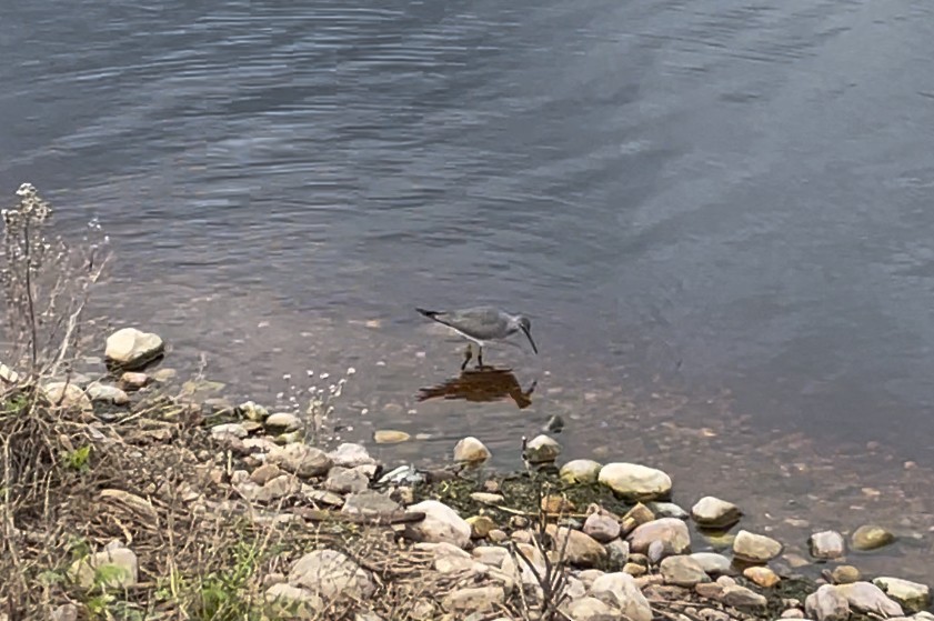 Wandering Tattler - ML620249702