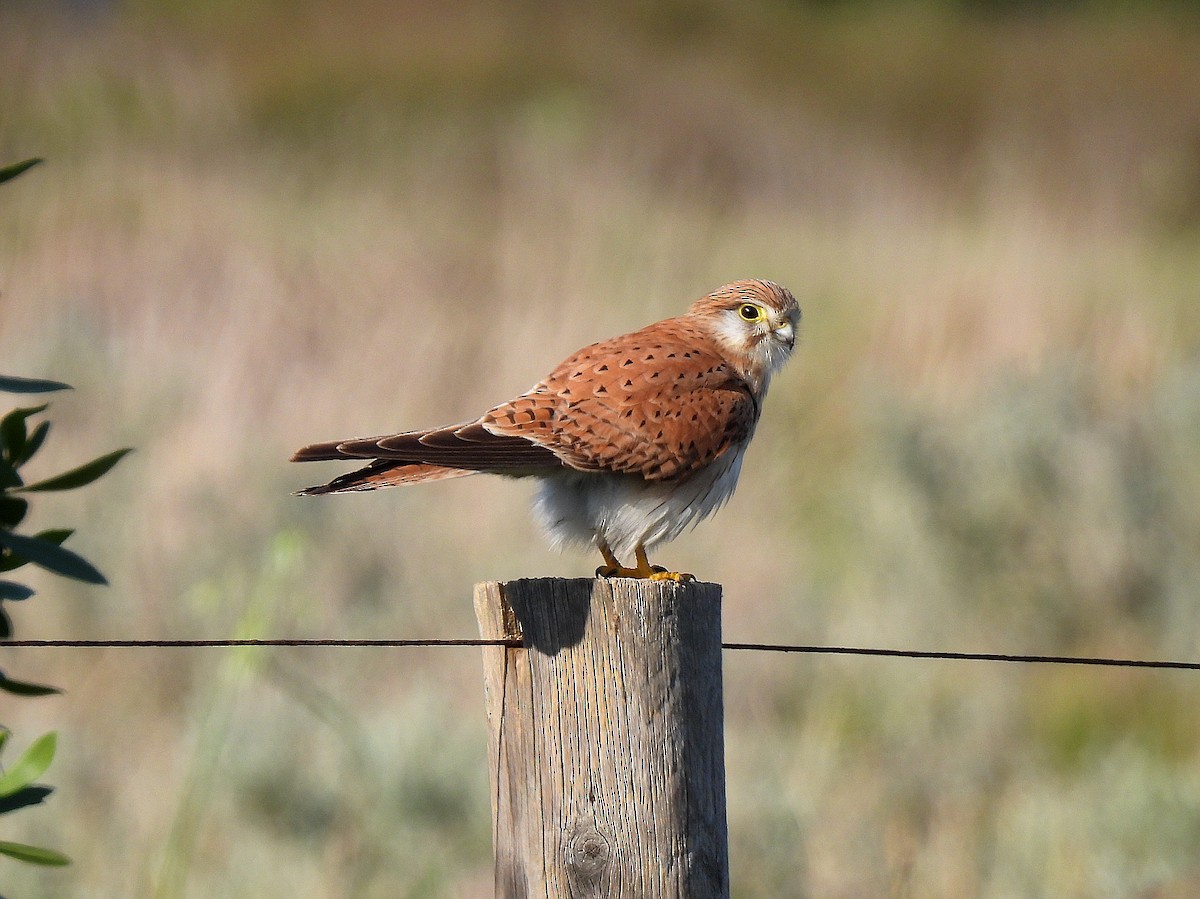 Nankeen Kestrel - ML620249705