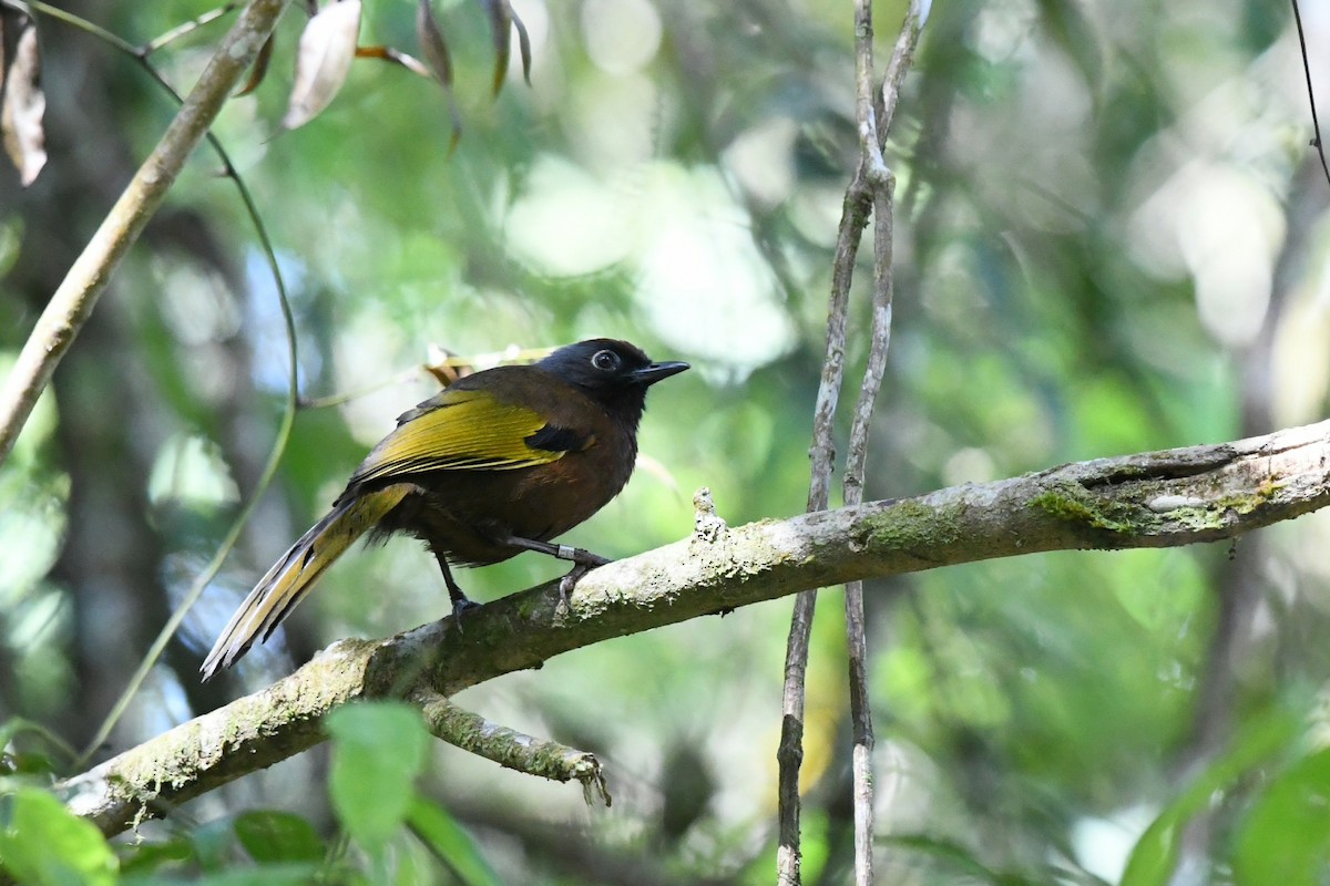 Malayan Laughingthrush - ML620249706