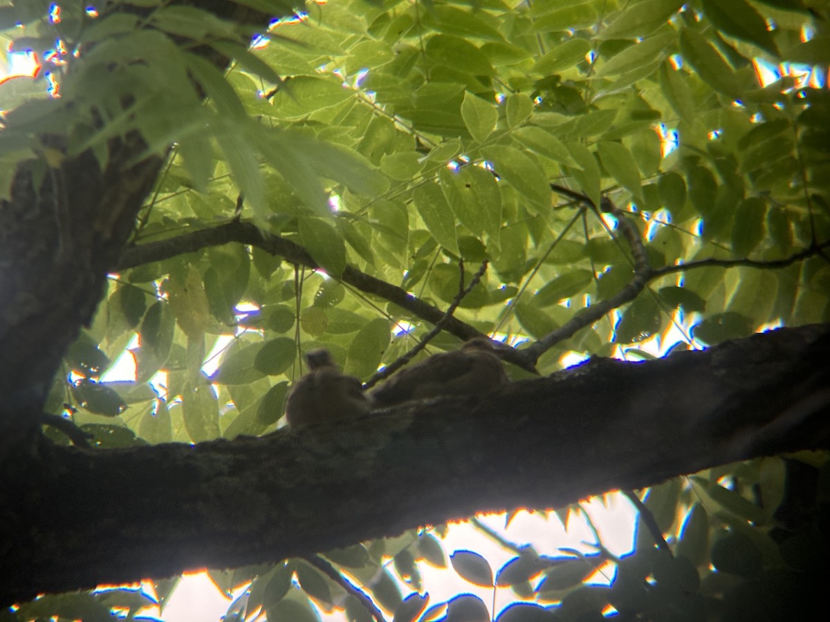 Mourning Dove - ML620249709