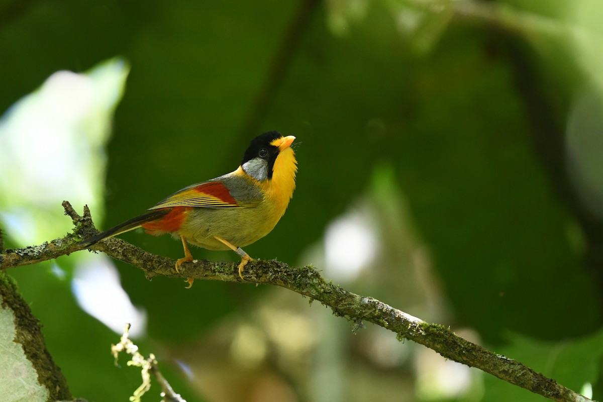 Silver-eared Mesia - ML620249712