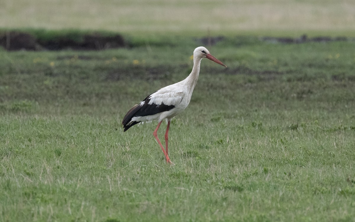 White Stork - ML620249717