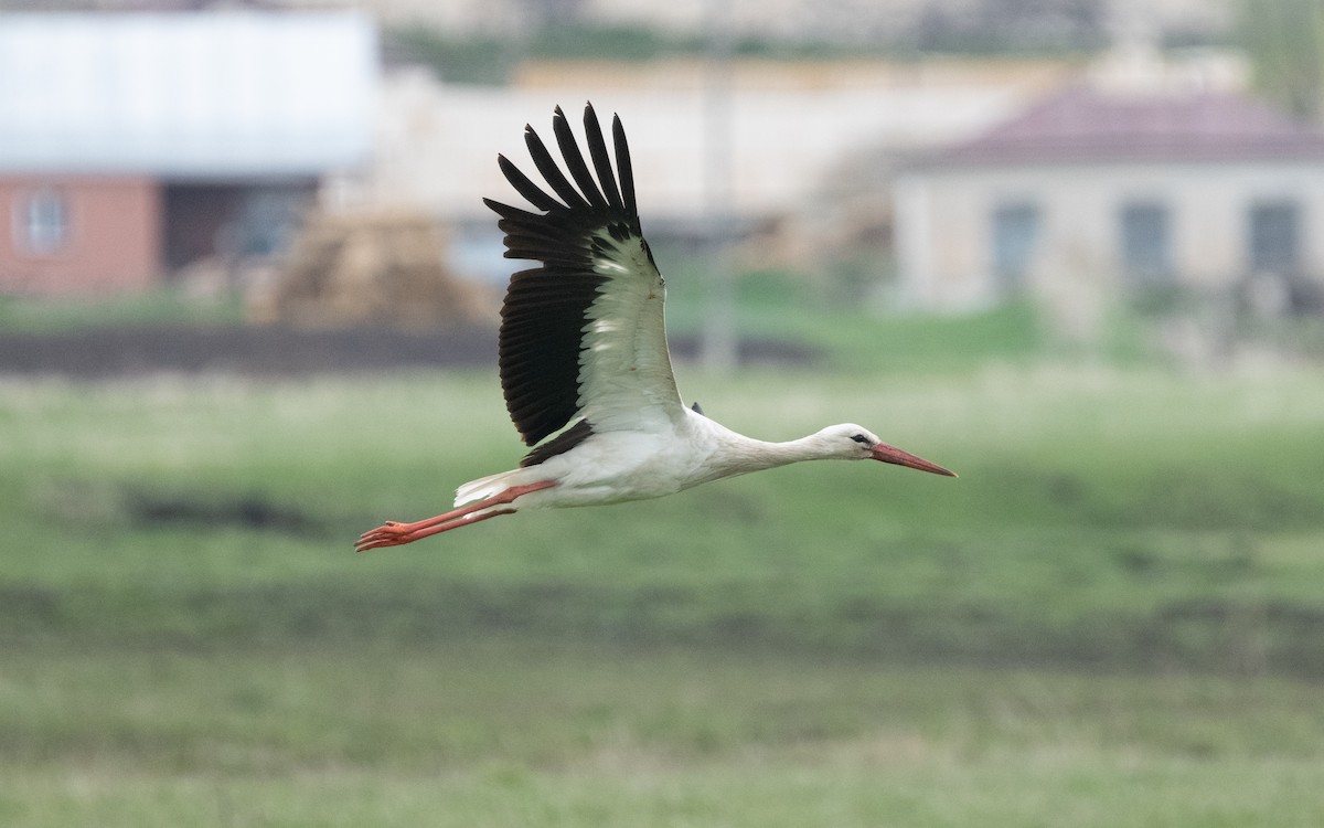 White Stork - ML620249718