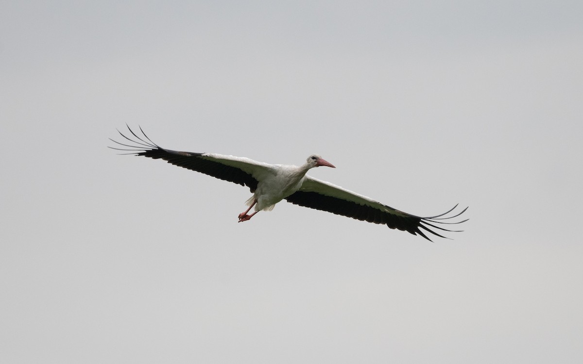 White Stork - ML620249719