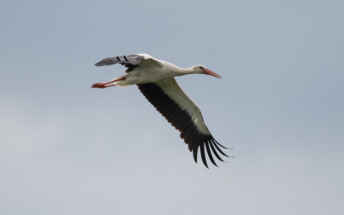 White Stork - ML620249720