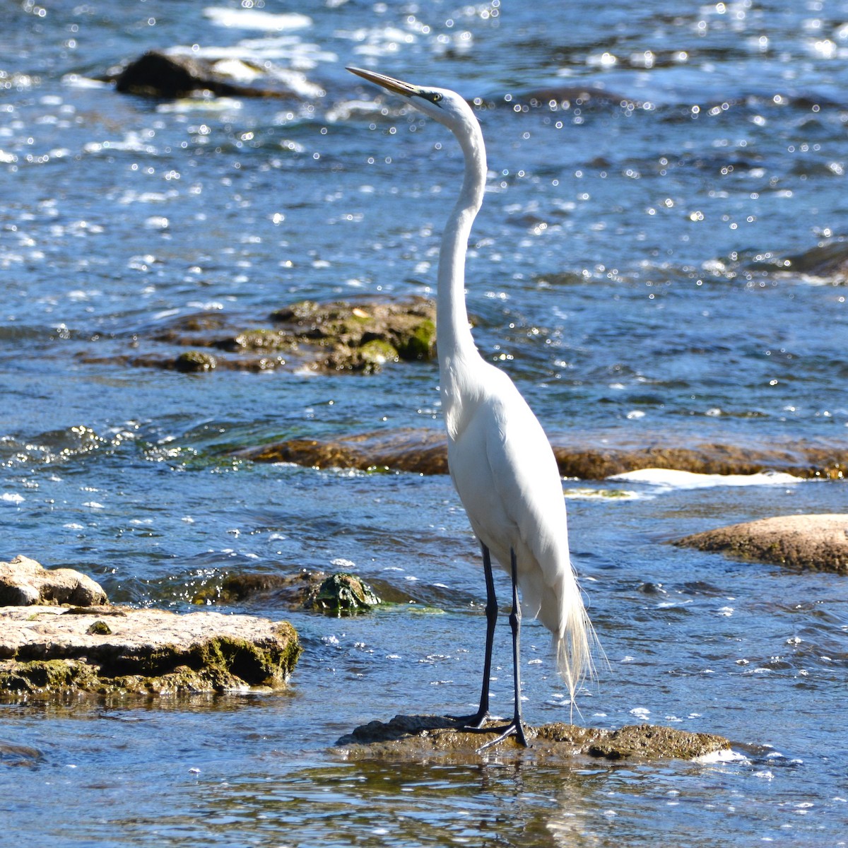 Great Egret - ML620249722