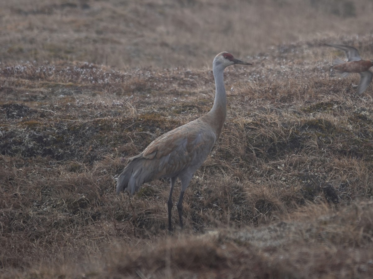 Sandhill Crane - ML620249737