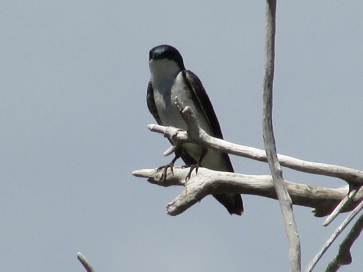 Golondrina Bicolor - ML620249748