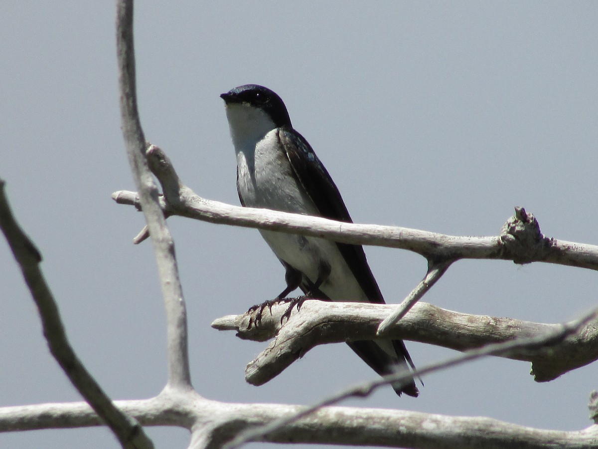 Golondrina Bicolor - ML620249751