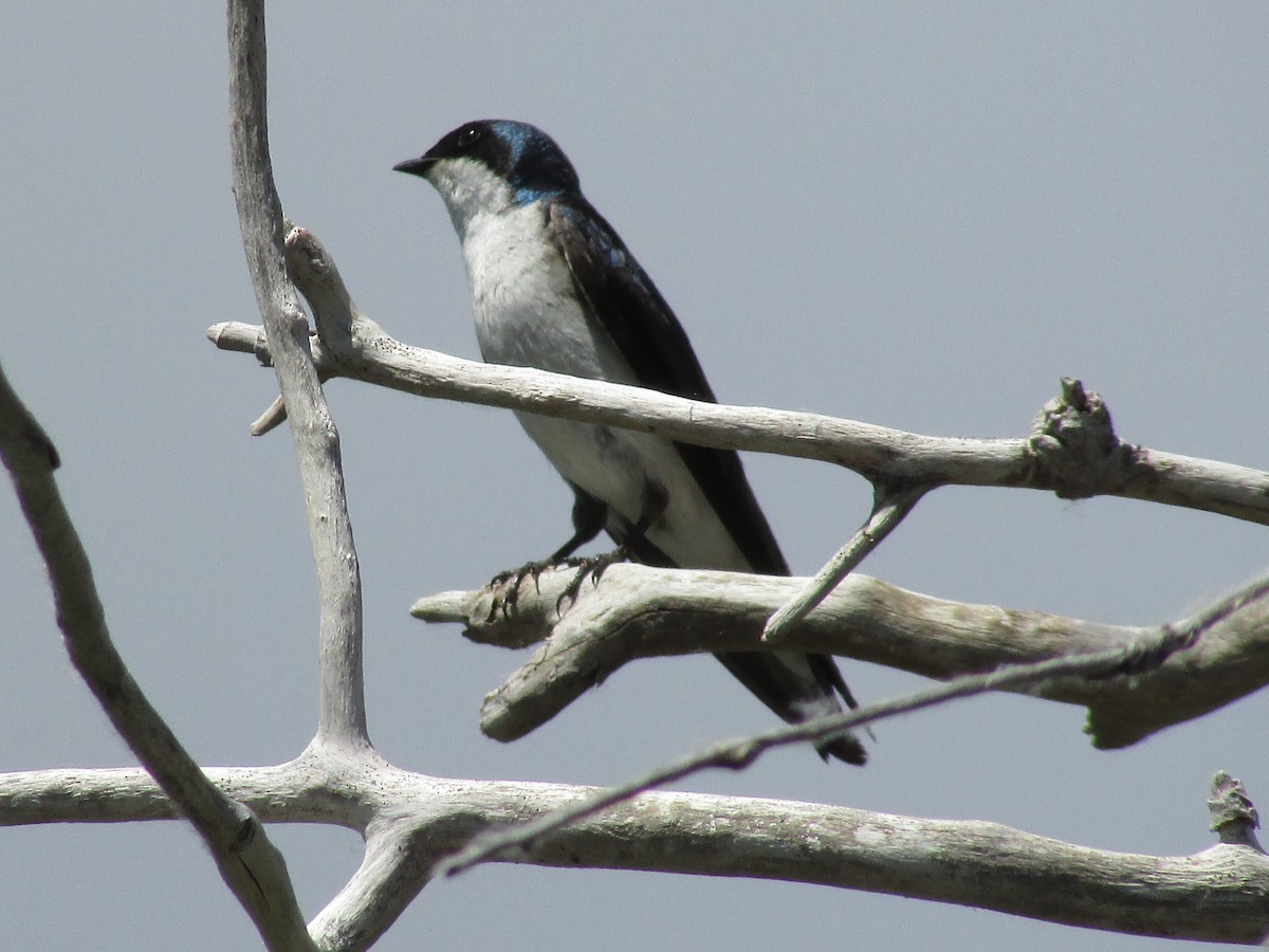 Golondrina Bicolor - ML620249753