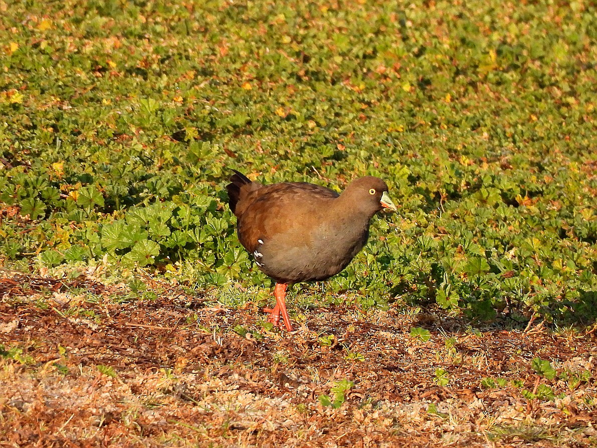 Rotfuß-Teichhuhn - ML620249754