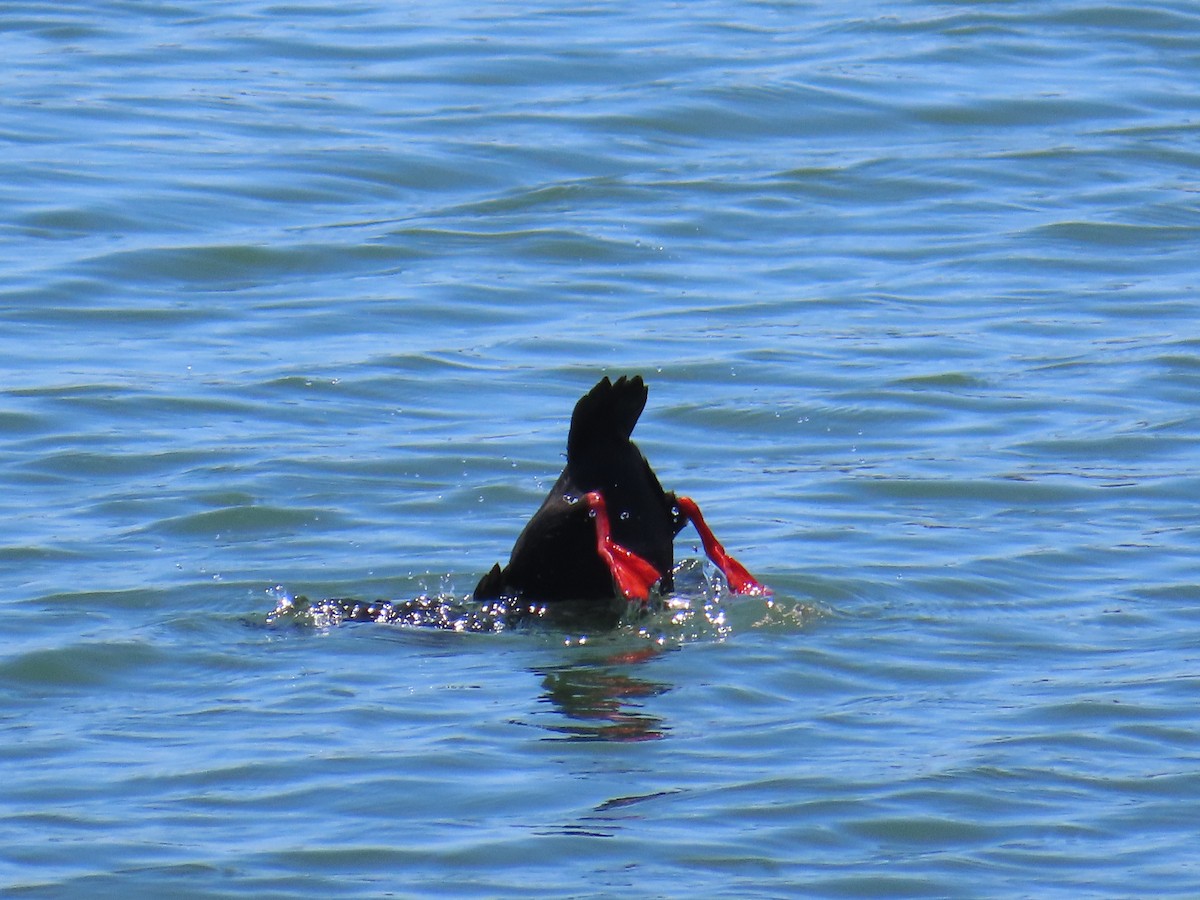 Pigeon Guillemot - ML620249758