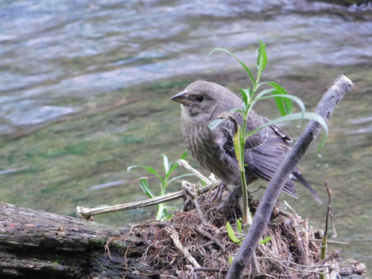 Brown-headed Cowbird - ML620249761