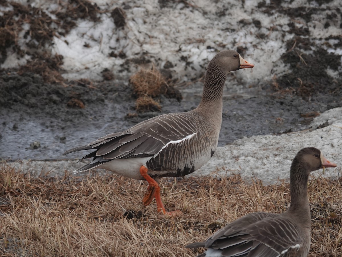 Greater White-fronted Goose (Western) - ML620249770
