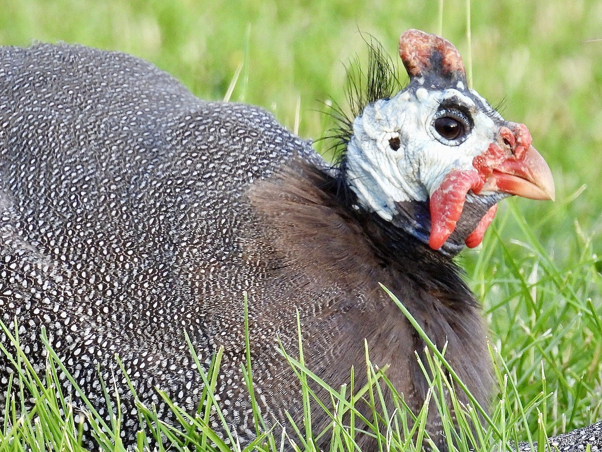 Helmeted Guineafowl - ML620249776