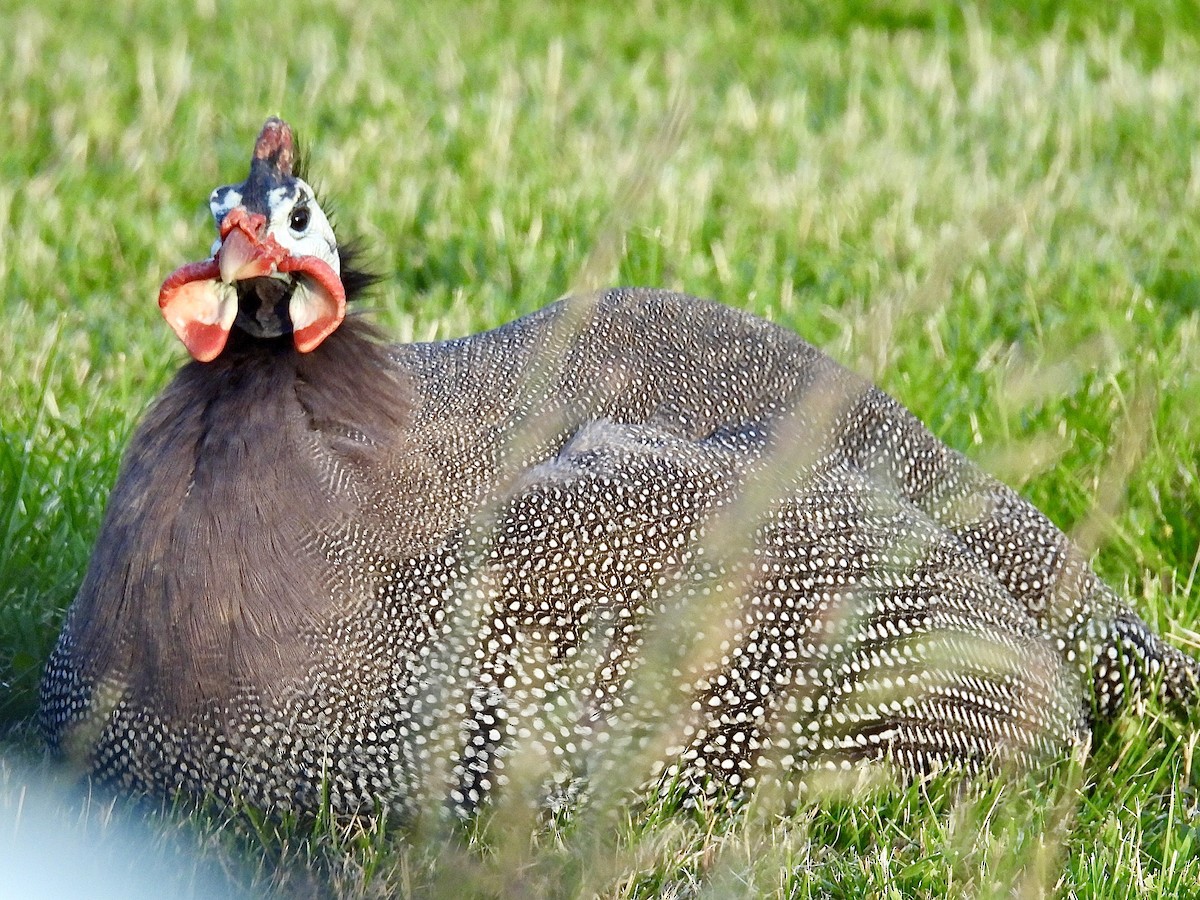 Helmeted Guineafowl - ML620249777