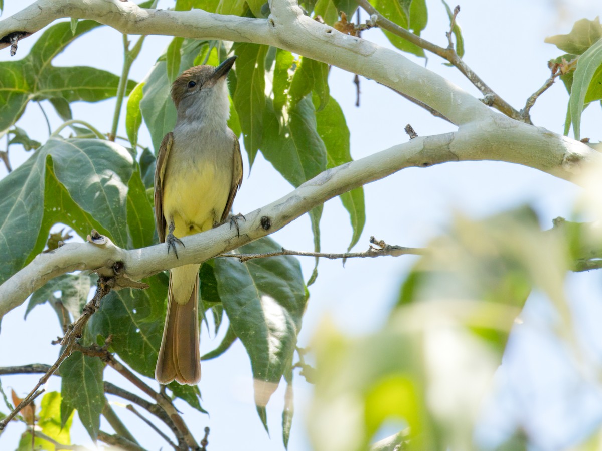 Brown-crested Flycatcher - ML620249780