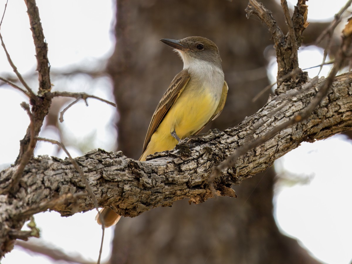 Brown-crested Flycatcher - ML620249787